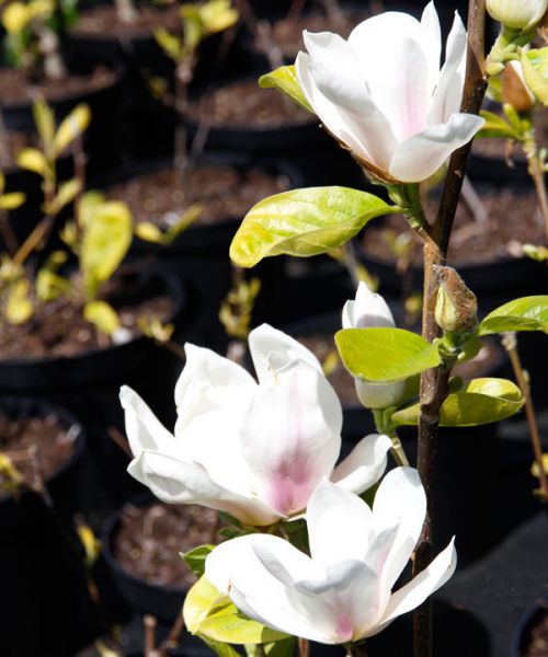 Magnolia soulangiana 'Satisfaction' / Magnolie Pflanze im Topf/Plante en pot 60/70