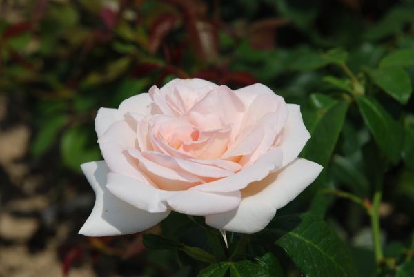 Rosiers à grandes fleurs | rose pâle | 90-120 cm
