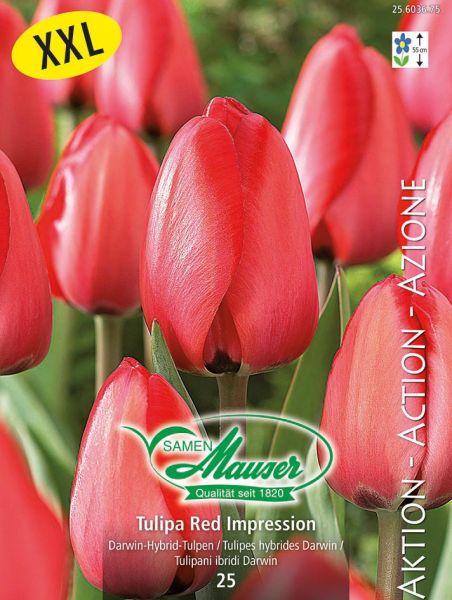 Blumenzwiebeln | Tulpe Red Impression, Aktion