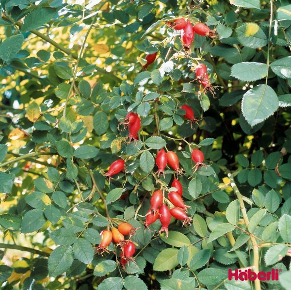 Arbustes sauvages | Eglantier cynorrhodon ROSAMUNDA pi ro 3 rose vitaminée