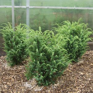 Juniperus communis 'Wallis' / Gemeiner Wacholder Pflanze im Topf/Plante en pot 60/70