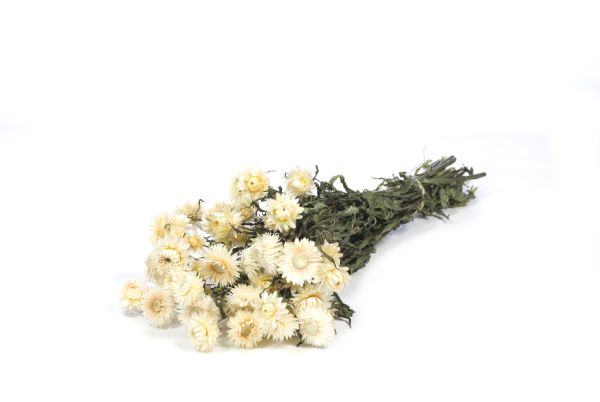 Trockenblumen | Helichrysum Bund