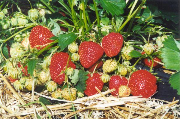 Erdbeeren | einmaltragend | SIMIDA hobottrec spät
