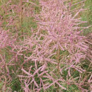 Tamarix ramosissima 'Pink Cascade' / Tamariske Pflanze im Topf/Plante en pot 80/100
