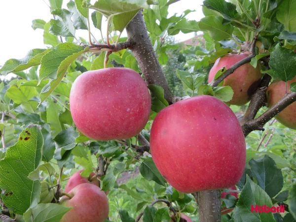CRONY mein kleiner Apfelbaum | GALIWA x TOPAZ Duo-Apfel