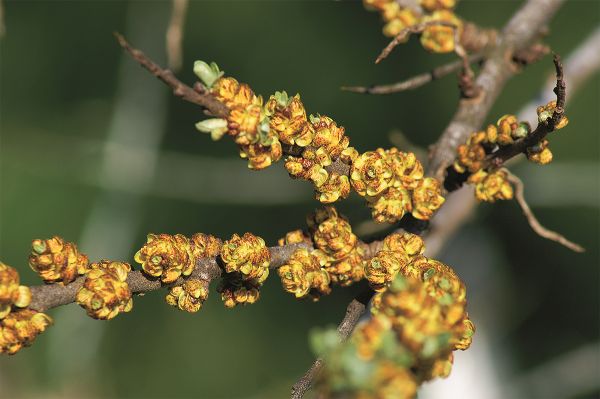 Arbustes sauvages | Argousier POLLMIX mâle
