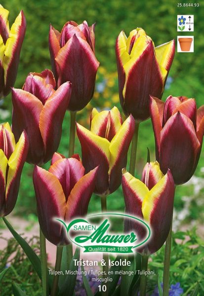 Bulbes à fleurs | Tristan & Isolde - Mélange de tulipes, 10 bulbes