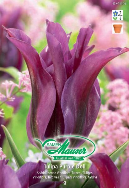 Blumenzwiebeln | Purple Doll, Viridiflora-Tulpe