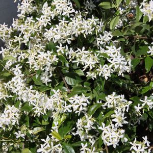 Trachelospermum jasminoides / Sternjasmin Container 12 Liter/Conteneur 12 litres 100/150