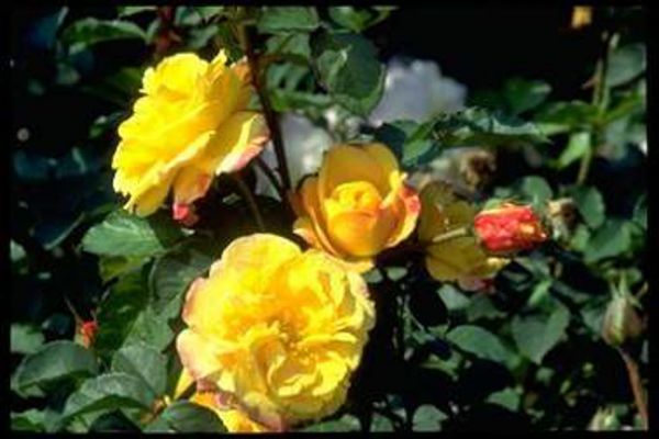 Rosiers arbustes | jaune bordé rouge | 150-200 cm
