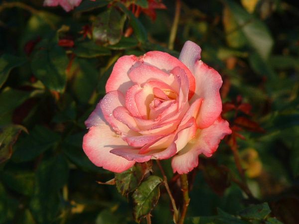 Rosiers arbustes | rose carminé | 150-250 cm
