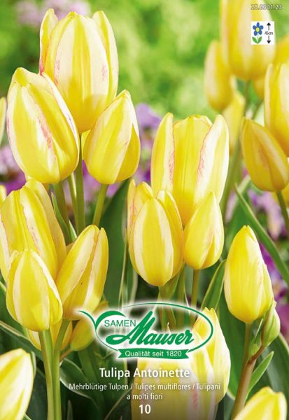 Bulbes à fleurs | Antoinette, Tulipe Bouquet, 10 bulbes