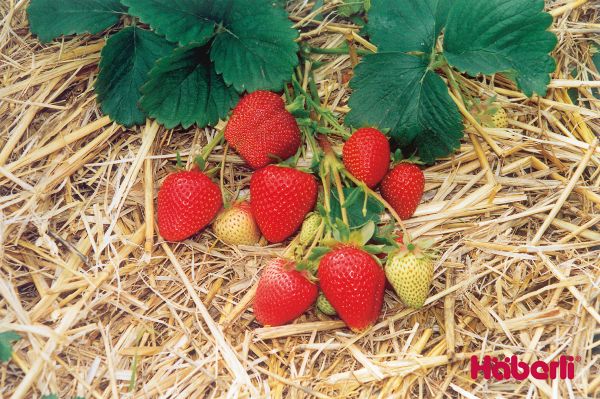 Erdbeeren | einmaltragend | THURIGA mittel