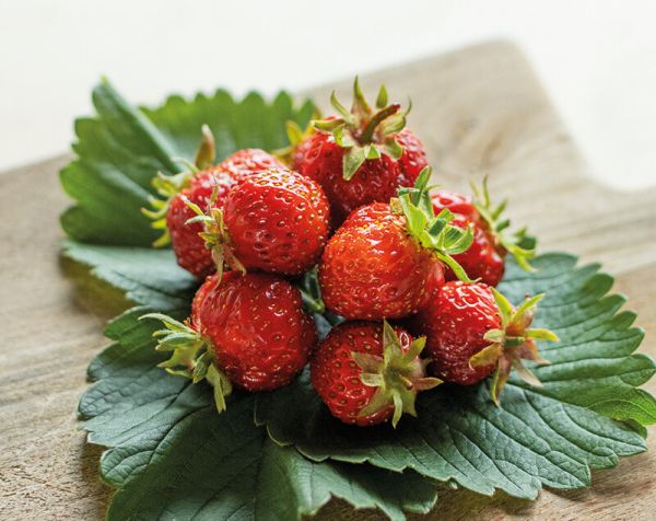 Erdbeeren | einmaltragend | DR. BAUER'S FLORIKA mittel
