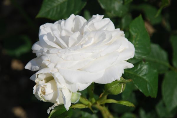 Rosiers à grandes fleurs | blanc | 80-100 cm