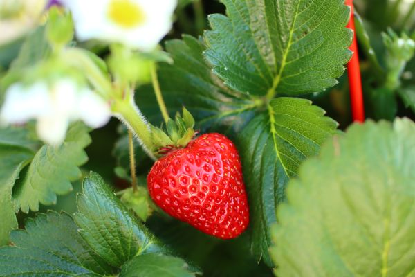 Erdbeeren | einmaltragend | GARIGUETTE früh