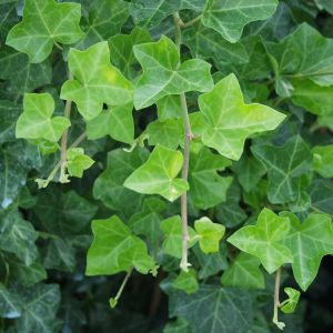 Hedera hibernica / Irischer Efeu Pflanze im Topf/Plante en pot 100/125