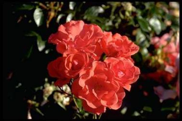 Rosiers arbustes | rouge saumoné vif | 150-200 cm