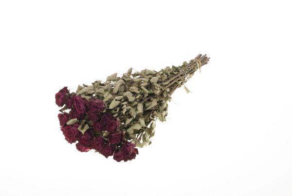 Trockenblumen | Rosen Bund