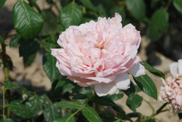 Romantica-Rose | Rosa | 60-80 cm