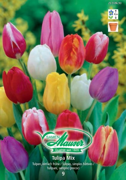 Blumenzwiebeln | Tulpen Mischung