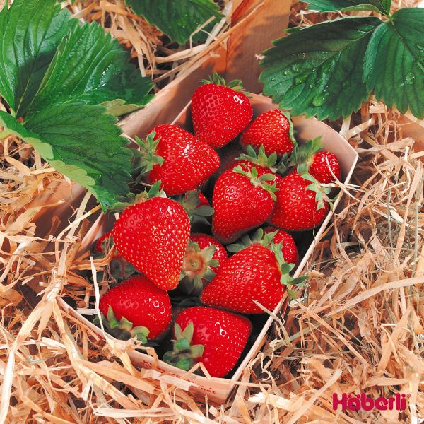 Erdbeeren | einmaltragend | THUCHAMPION hobthurmardu mittel
