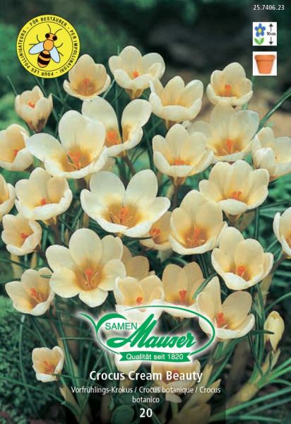 Blumenzwiebeln | Krokus Cream Beauty