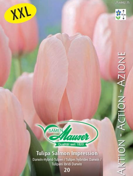 Blumenzwiebeln | Tulpe Salmon Impression, Aktion