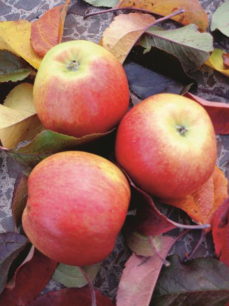 Äpfel | SANTANA – Apfel für Allergiker