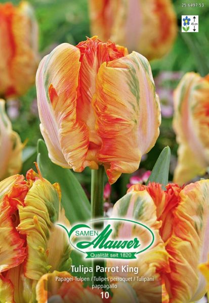 Bulbes à fleurs | Parrot King, Tulipes Perroquet, 10 bulbes