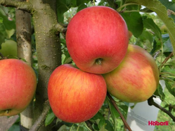 Äpfel | PINOVA(S)