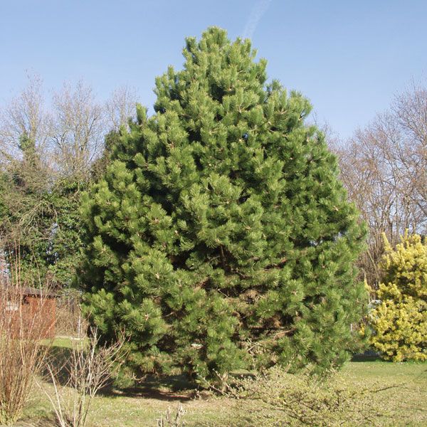 Pinus nigra ssp. nigra / Österreichische Schwarzföhre Pflanze im Topf/Plante en pot 70/80