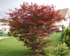 Acer palmatum 'Atropurpureum' / Japan. Ahorn, Fächerahorn Pflanze im Topf/Plante en pot 70/80