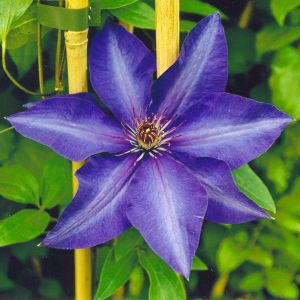Clematis (Groupe gr. fleurs, précoce) 'The President' / Waldrebe, Clematis Container 5 Liter/Contene