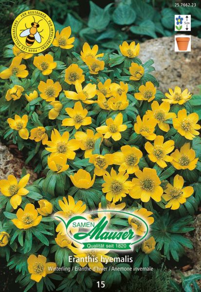 Blumenzwiebeln | Eranthis hyemalis, Winterling