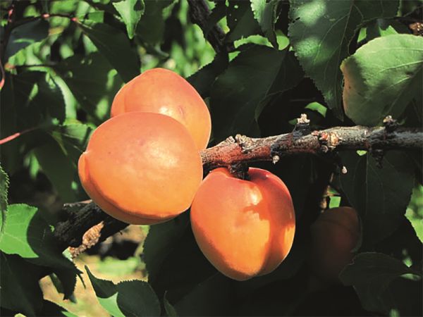 Apricots | COMPACTA