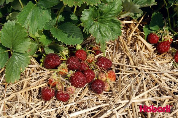 Erdbeeren | einmaltragend | NERINA schwarz spät