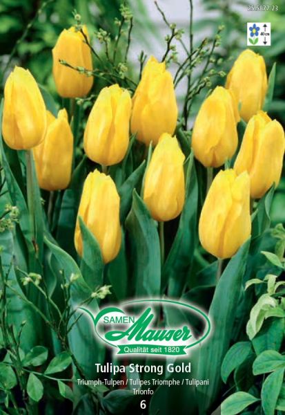 Bulbes à fleurs | Strong Gold, Tulipe Triomphe, 6 bulbes