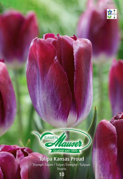 Blumenzwiebeln | Kansas Proud, Triumph Tulpe