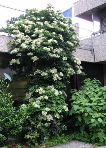 Hydrangea anomala petiolaris / Kletterhortensie Pflanze im Topf/Plante en pot 50/60