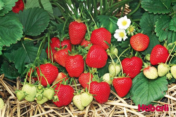 Erdbeeren | einmaltragend | THUTOP hobthurmartre mittel
