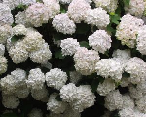 Hydrangea macrophylla 'Soeur Thérèse' / Hortensie Container 7.5 Liter/Conteneur 7.5 litres