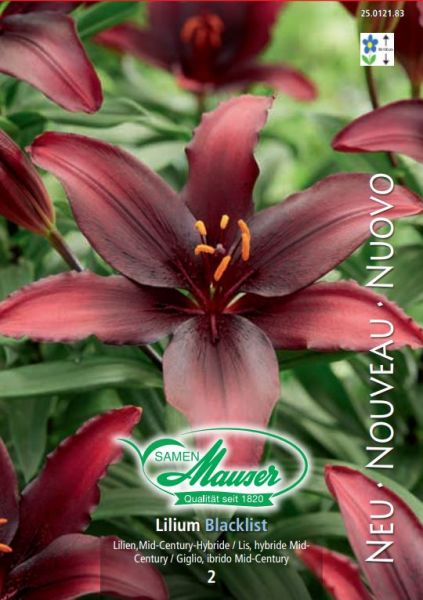 Bulbes à fleurs | Lilium Mid-Century-Hybriden Blacklist