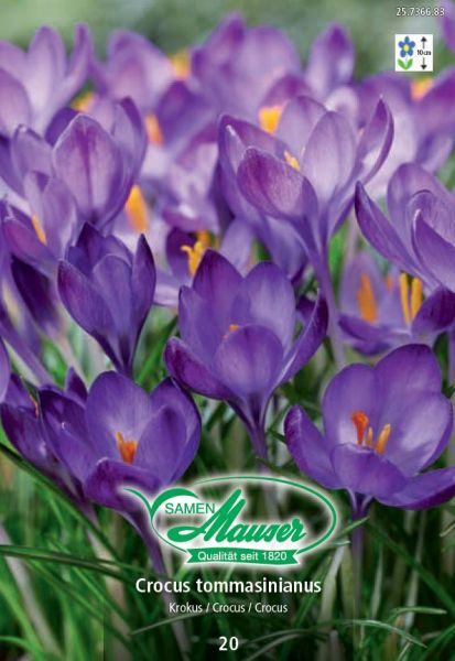 Bulbes à fleurs | Crocus tommasinianus, 20 bulbes