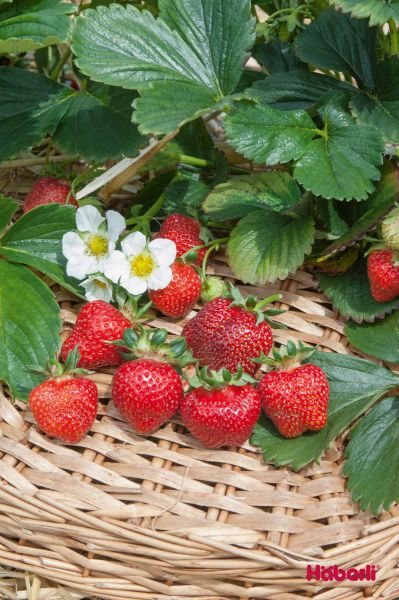 Erdbeeren | immertragend | SISKEEP rina