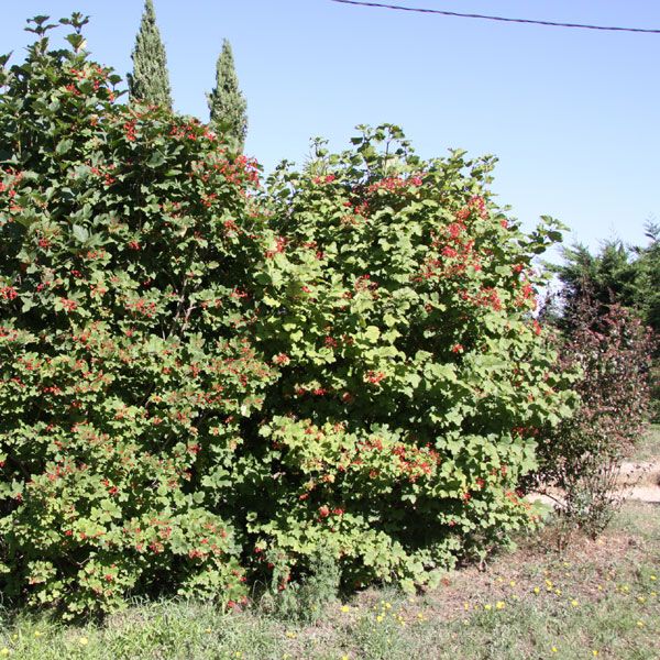 Viburnum opulus / Gemeiner Schneeball Forstpflanzen in Container/Plante forestière en conteneur 100/