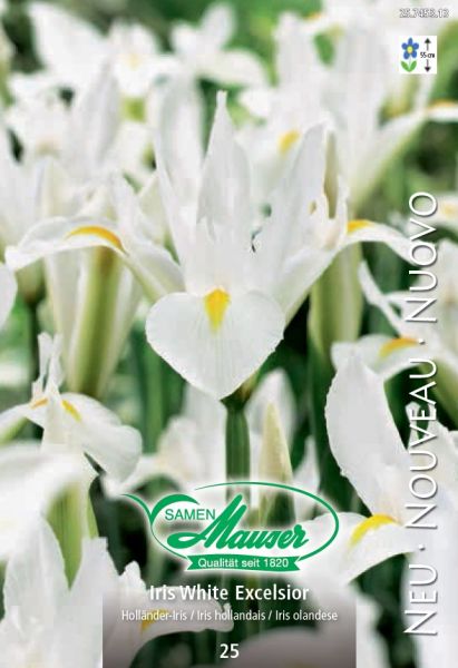 Blumenzwiebeln | Iris hollandica White Excelsior