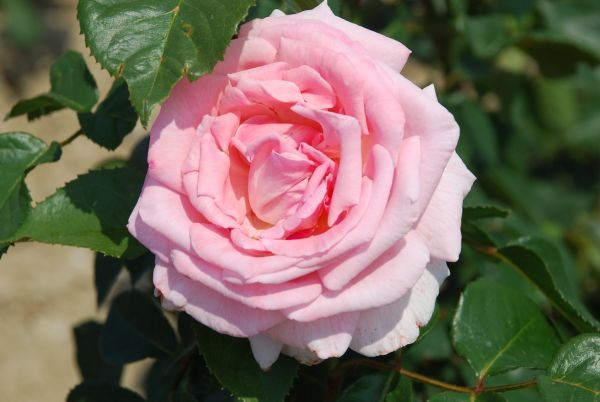 Rosiers à grandes fleurs | rose | 80-100 cm