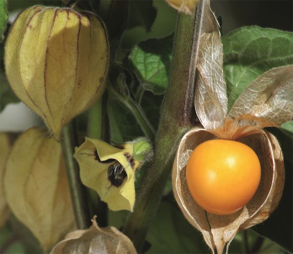 Baie des andes | Andengold Physalis edulis