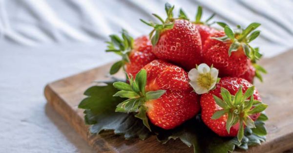 Erdbeeren | immertragend | FAVORI